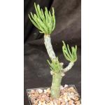 Tylecodon dinteri 5-inch pots